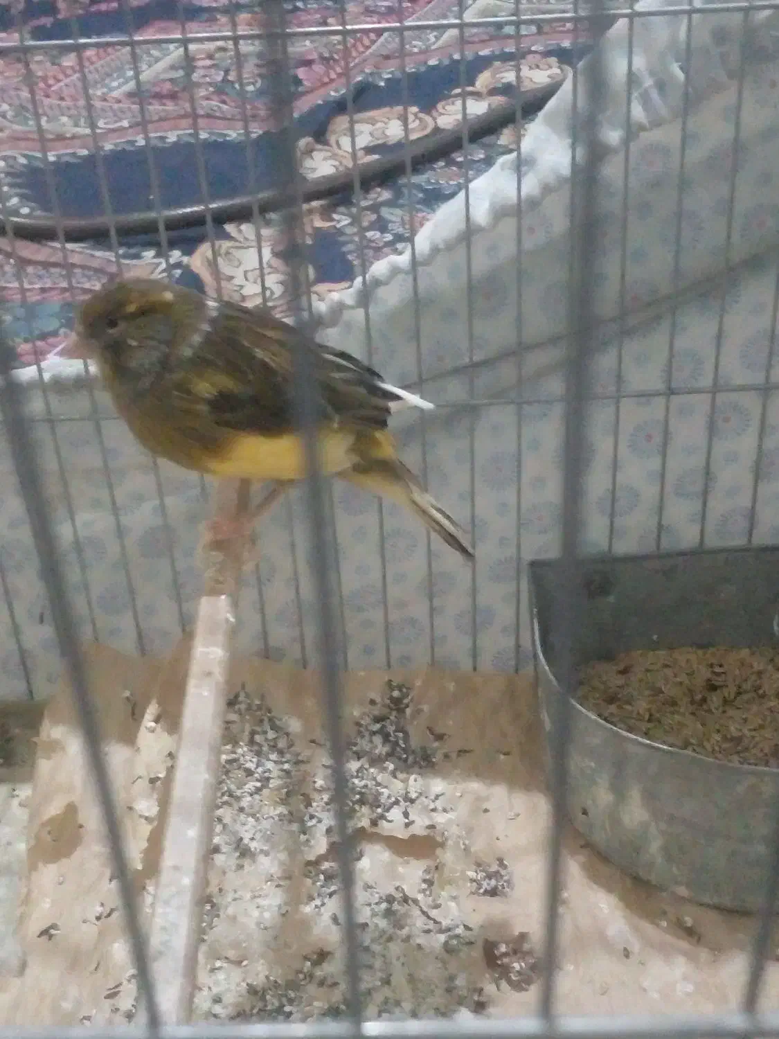 قناری ماده معامله|پرنده|فسا, |دیوار