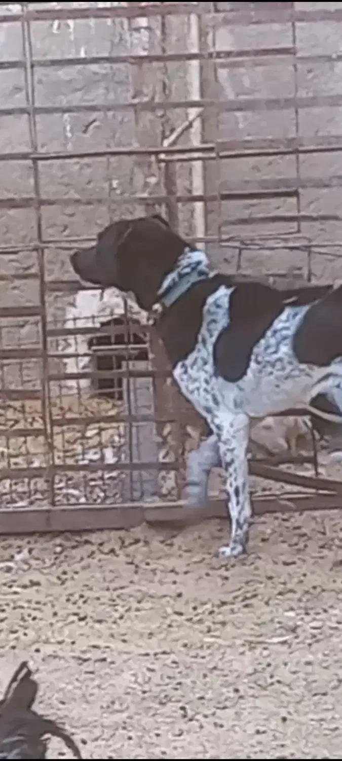 توله سگ|سگ|شهرکرد, |دیوار