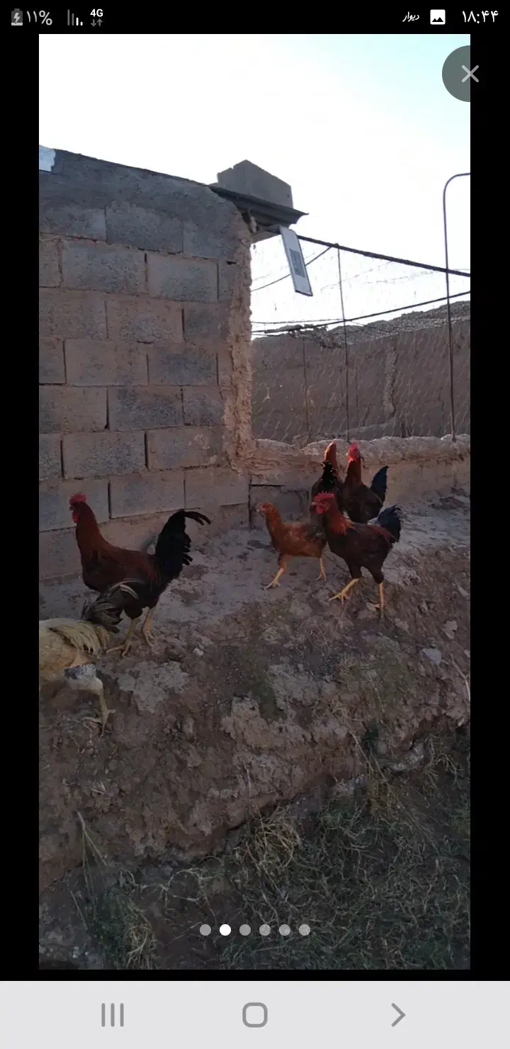 خروس|حیوانات مزرعه|خواف, |دیوار