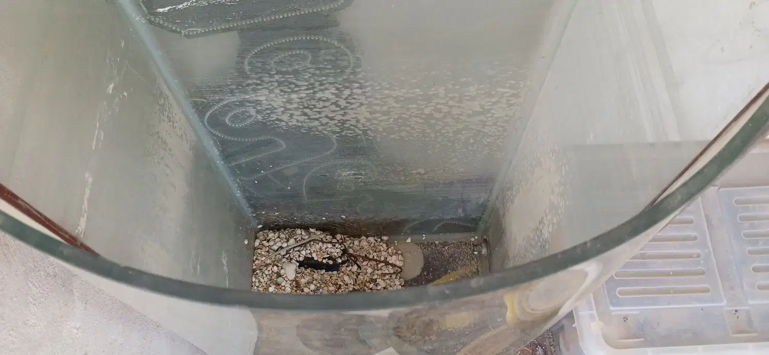 اکواریوم|ماهی|اصفهان, بهارستان|دیوار