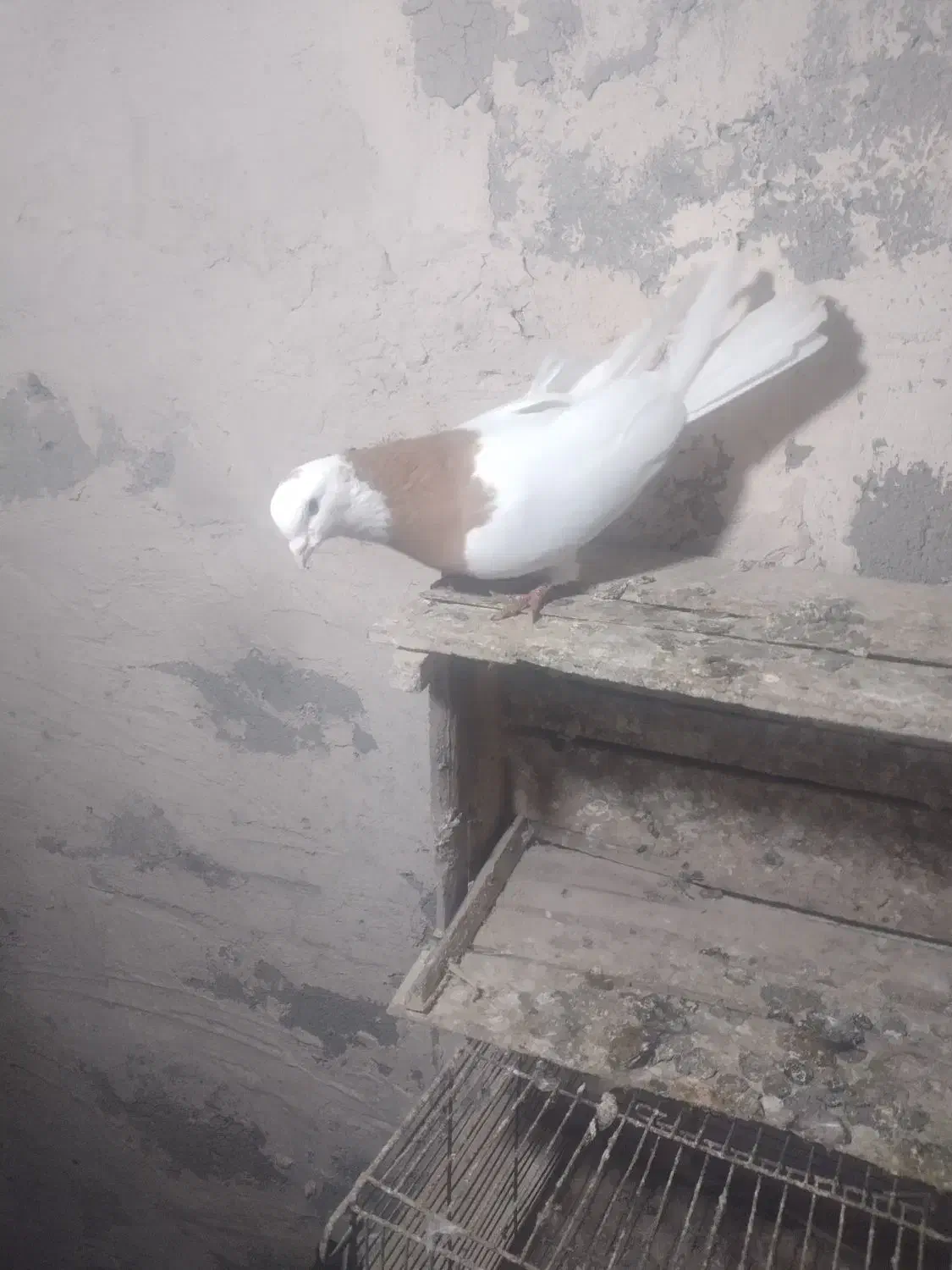 15عدد کفتر خوب|پرنده|میاندوآب, |دیوار