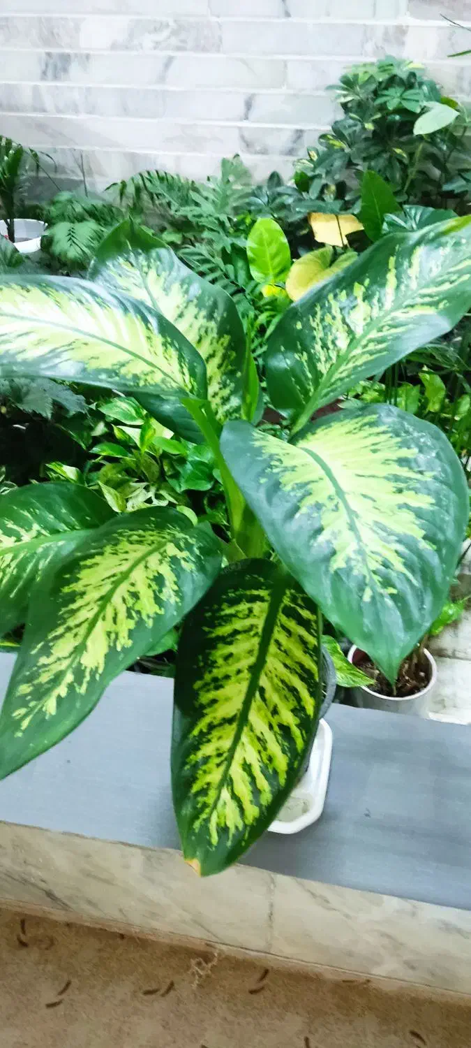 با گلهای زیبا طراوت را به خانه خود هدیه کن|گل و گیاه طبیعی|شاهین‌شهر, عطار|دیوار