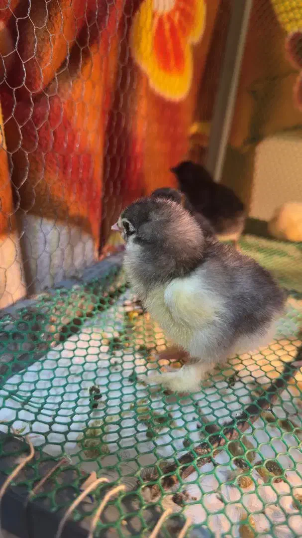 جوجه برهما لهستانی ایام سمانی ویاندوت مرغ وخروس|حیوانات مزرعه|رشت, توشیبا|دیوار