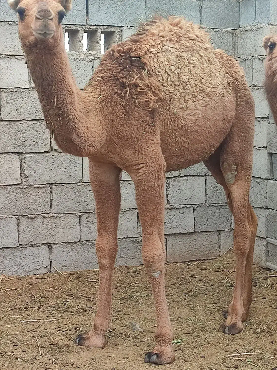 شتر،هاشی|حیوانات مزرعه|زیرکوه, |دیوار