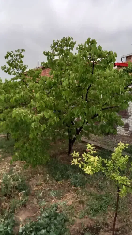 فروش باغ ویلایی|فروش خانه و ویلا|شبستر, |دیوار