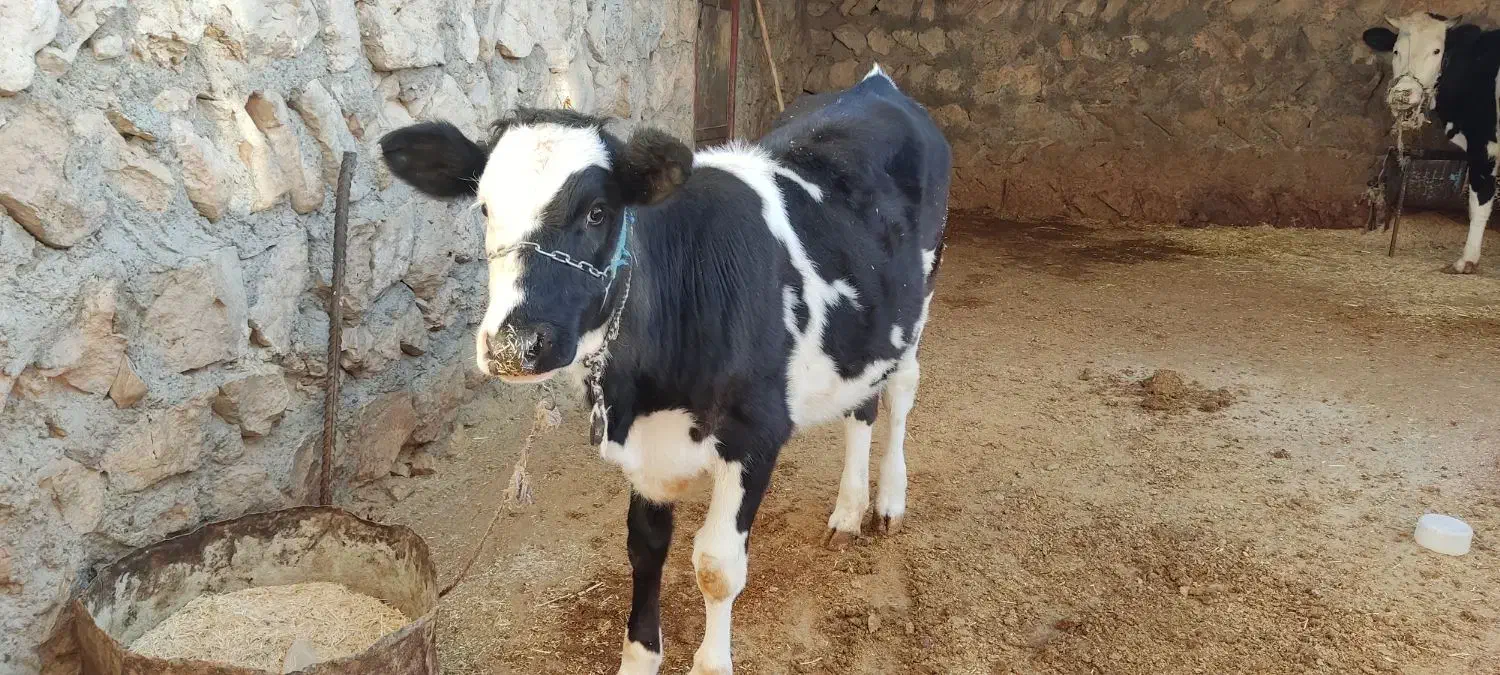 گوساله ماده سیمینتال|حیوانات مزرعه|گوآور, |دیوار