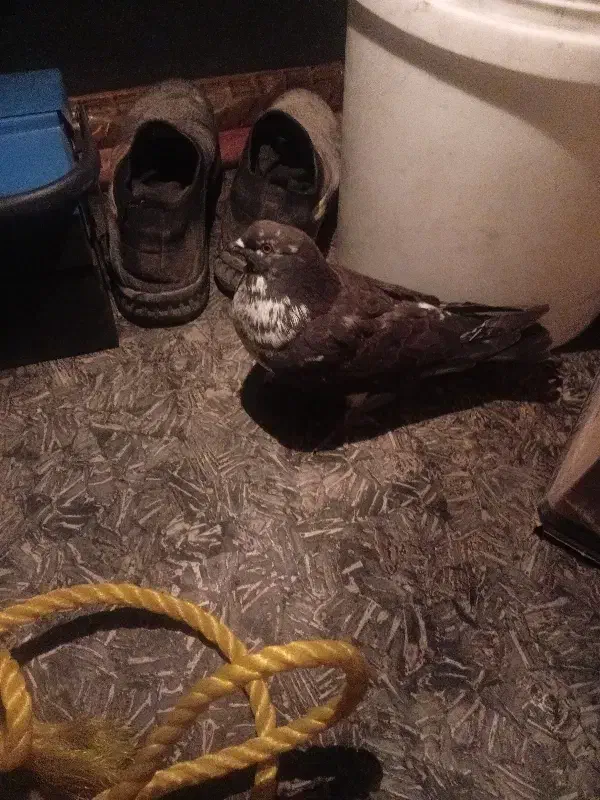 کبوتر شکار|پرنده|یزد, |دیوار