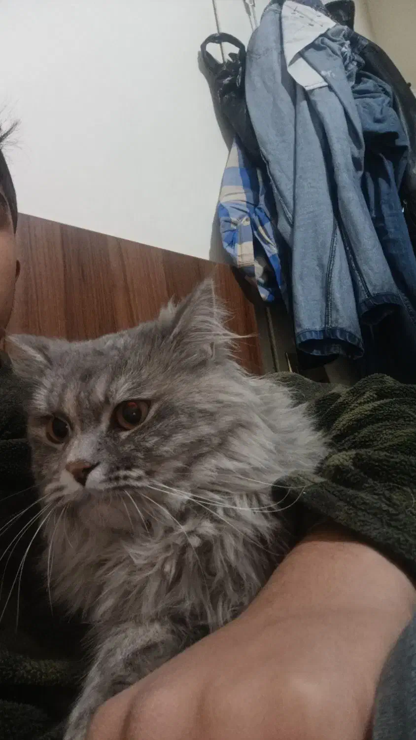 گربه پرشین دلفینی|گربه|پردیس, فاز ۹|دیوار