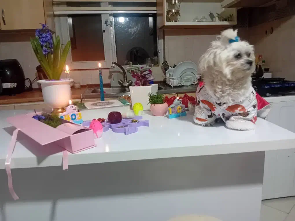 ۵۰ متر آپارتمان/ در حد نوساز سند تک برگ /حصارک|فروش آپارتمان|تهران, حصارک|دیوار