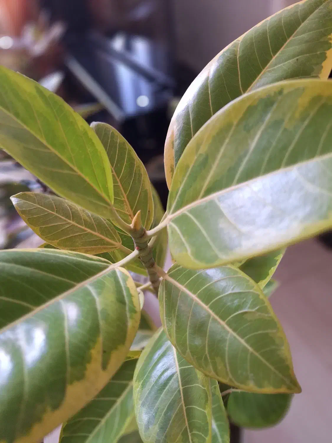 فیکوس ابلق با گلدان سفید|گل و گیاه طبیعی|شاهینشهر, نسیم ۵|دیوار