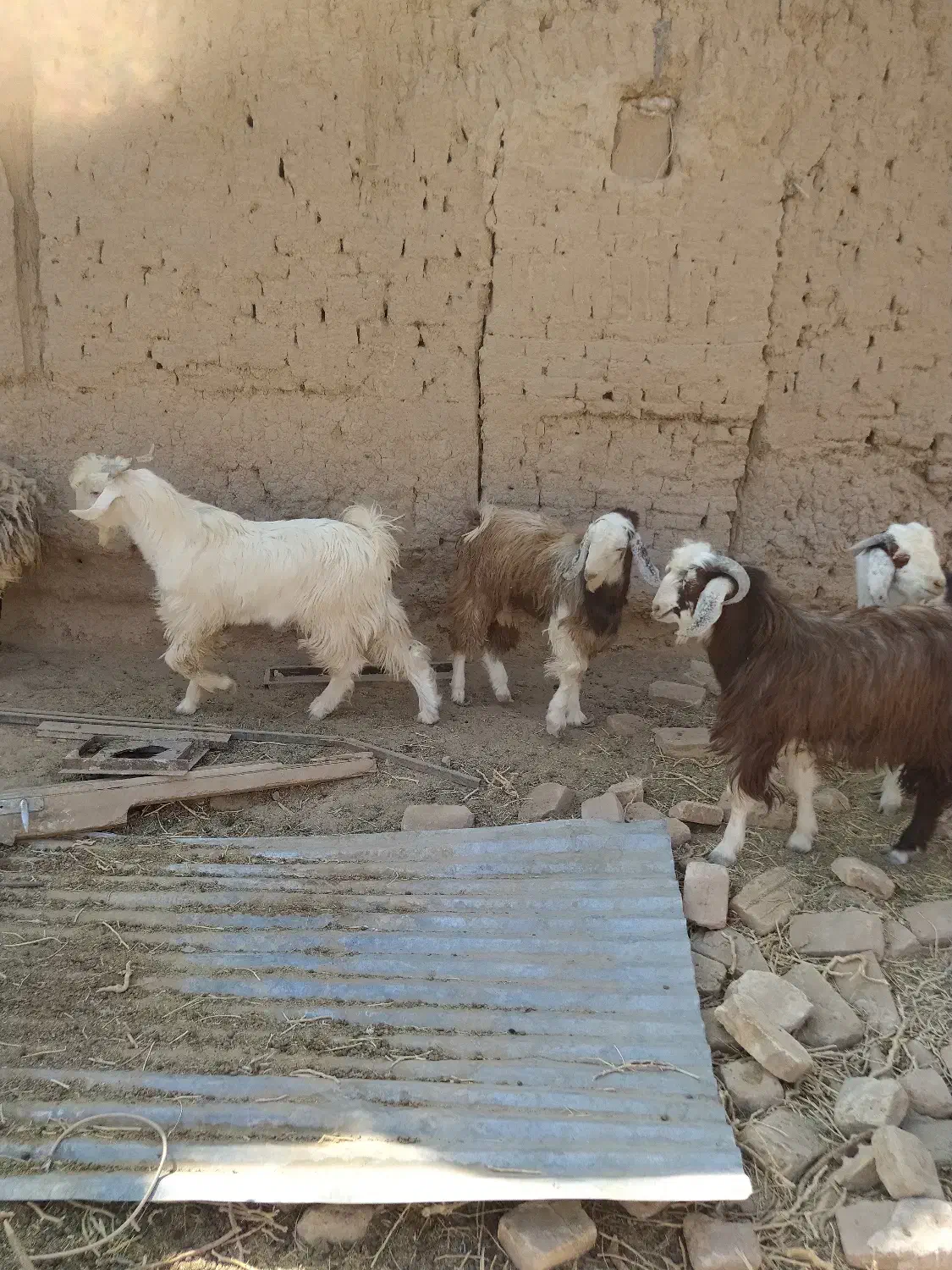 بزغاله نر|حیوانات مزرعه|فردوس (خراسان), |دیوار