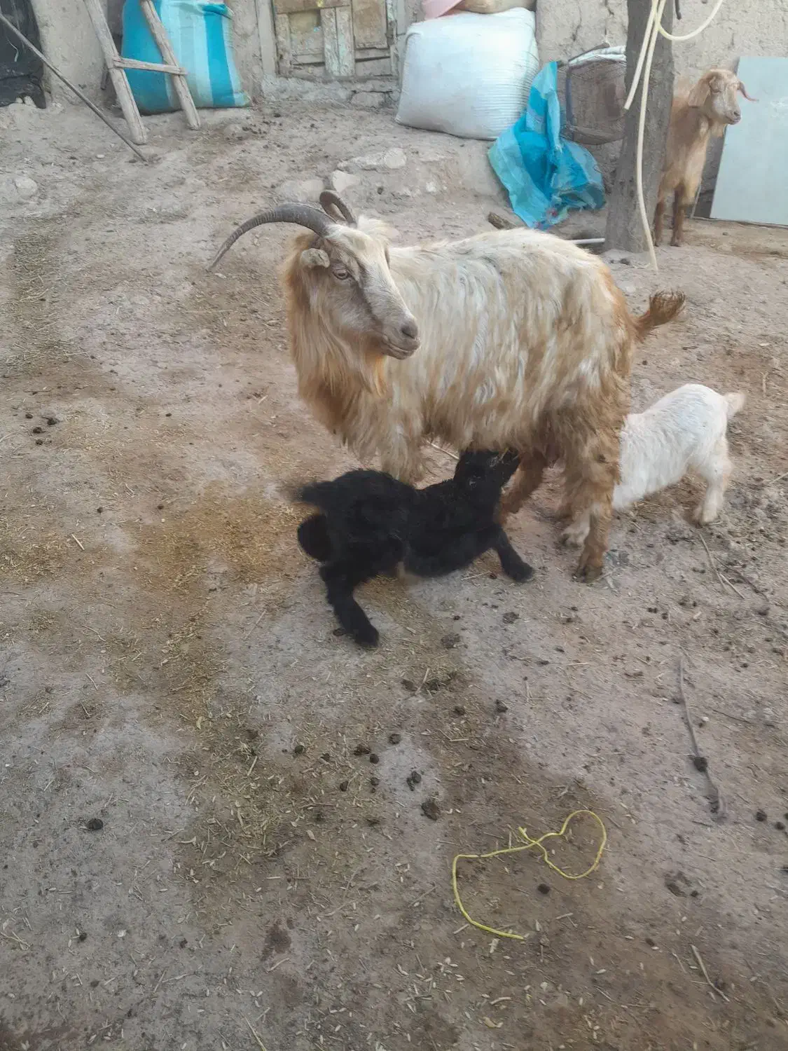 بز ماده|حیوانات مزرعه|ثمرین, |دیوار