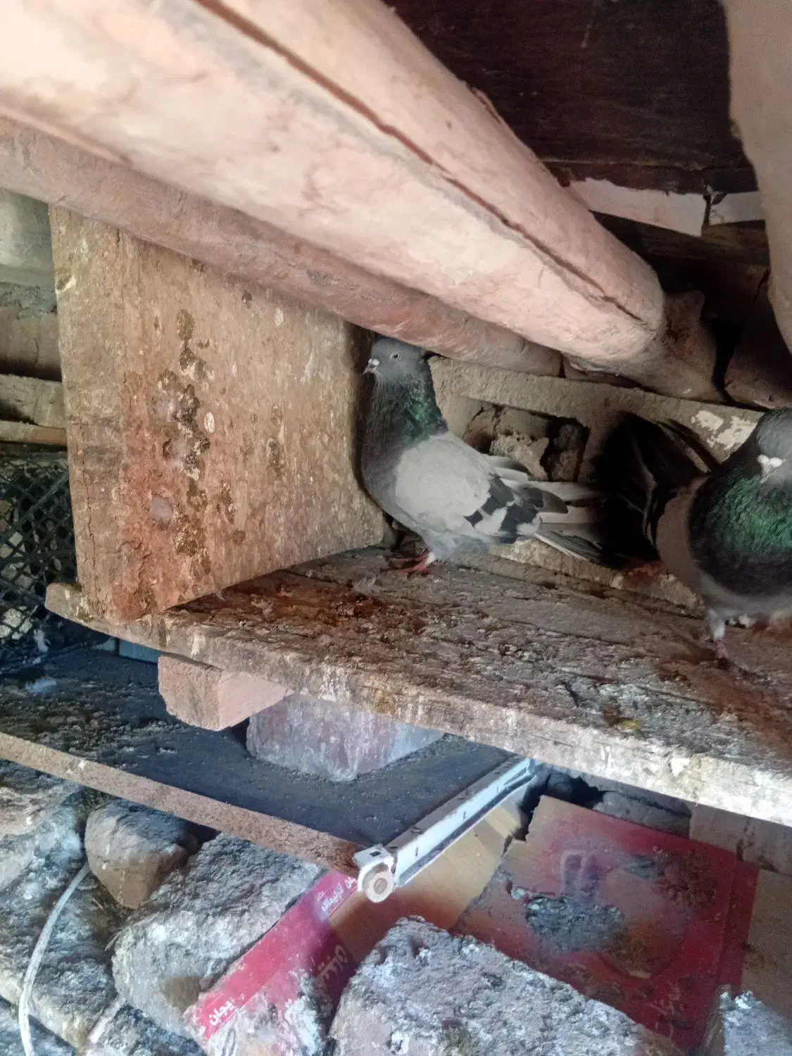 کبوتر گوگ|پرنده|فیروزآباد (آذربایجان), |دیوار