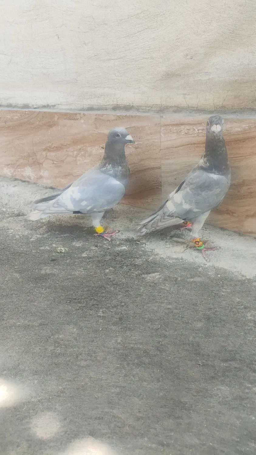 کبوتر خطی|پرنده|شیراز, ریاستی|دیوار
