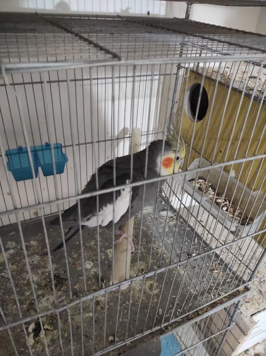 عروس هلندی و برزیلی|پرنده|صفادشت, |دیوار