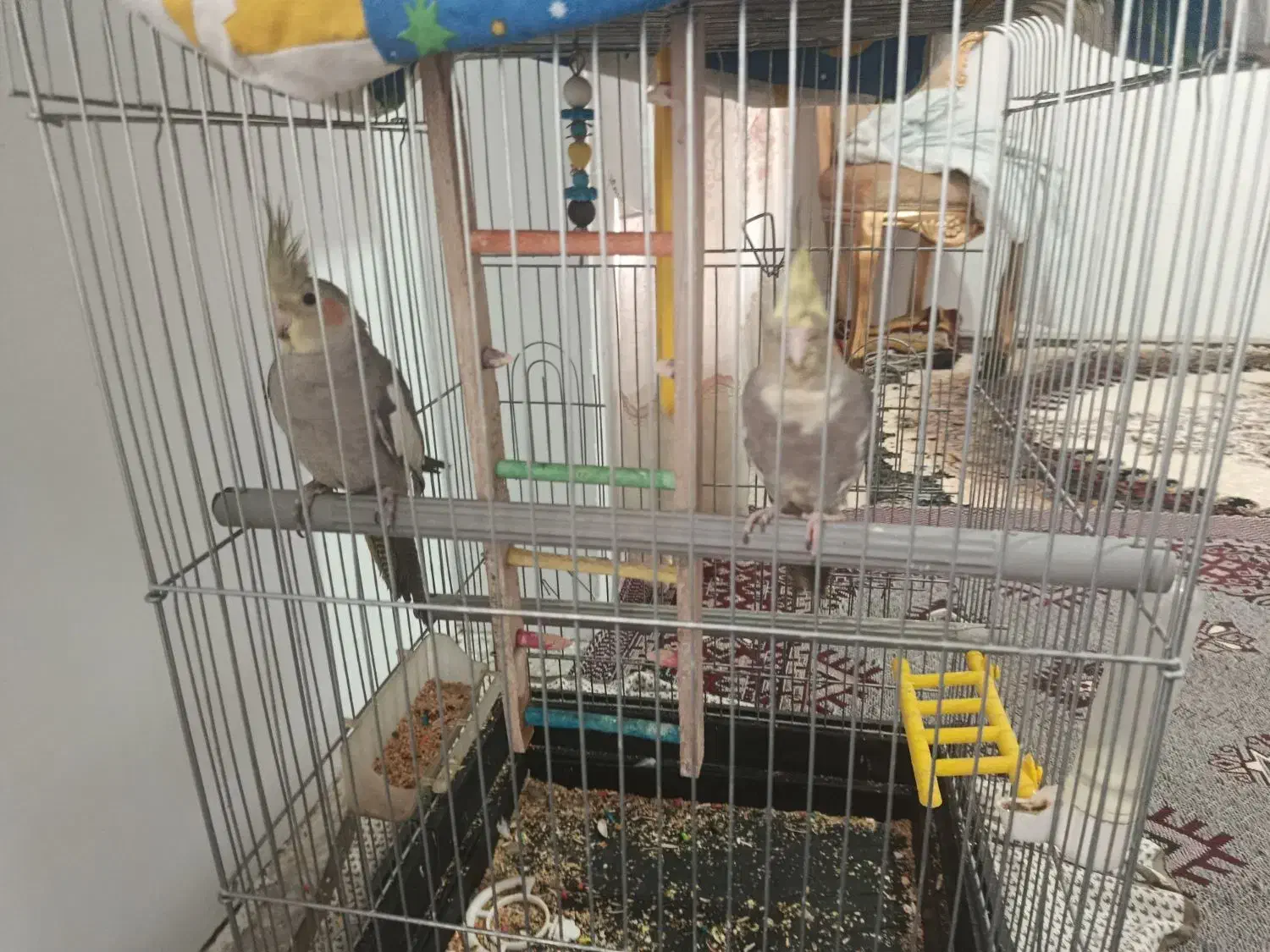 عروس هلندی نر و ماده|پرنده|بروجرد, |دیوار