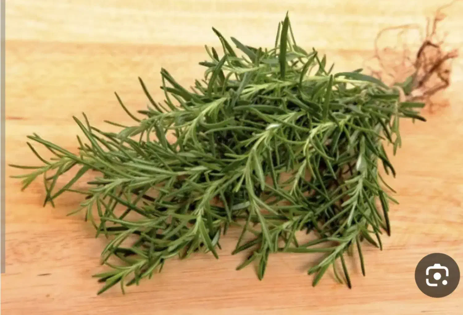 گیاه رزماری|گل و گیاه طبیعی|بندر ماهشهر, |دیوار