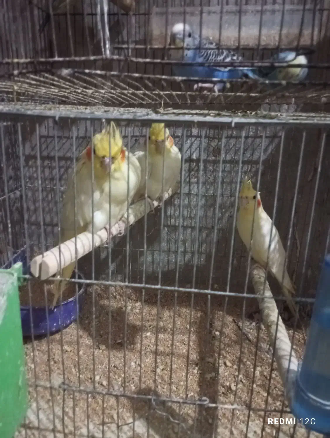 ۳جفت عروس هلندی ۵ملیون|پرنده|برازجان, |دیوار