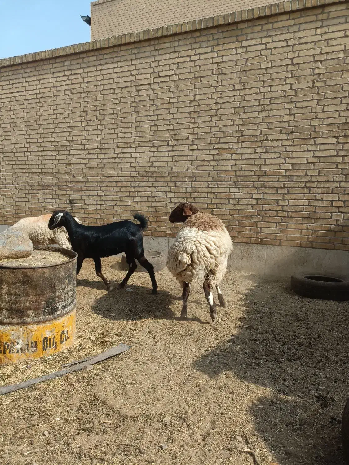 گوسفند دورگ ترکی افشاری|حیوانات مزرعه|یزد, |دیوار