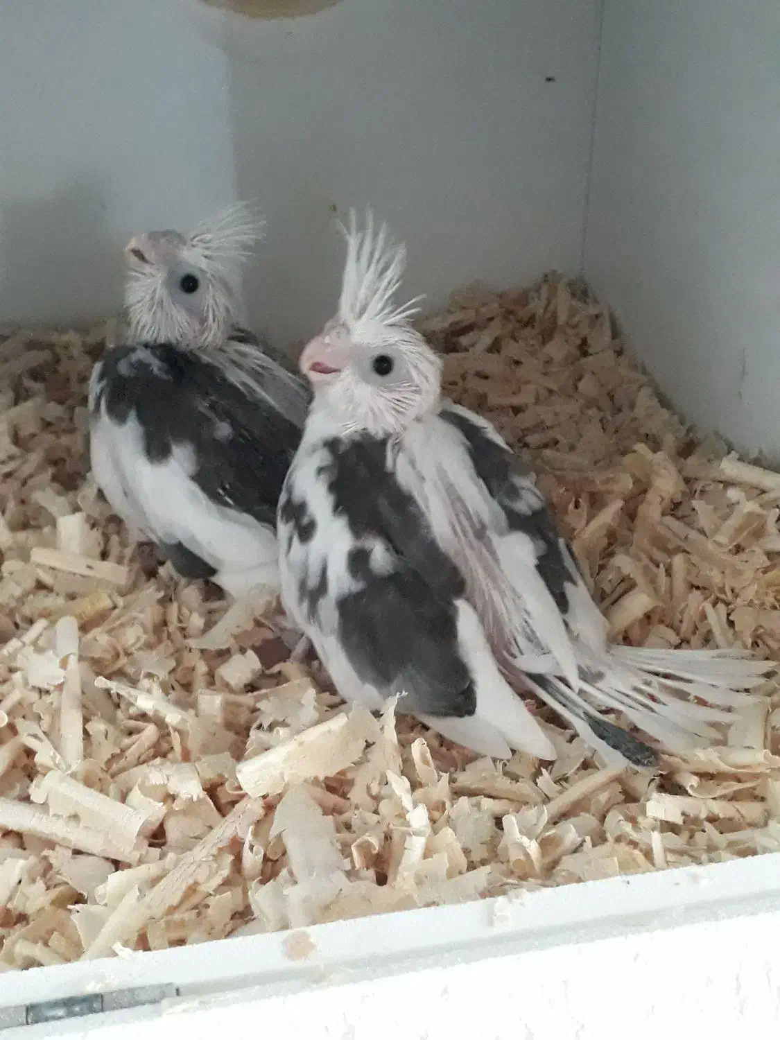 عروس هلندی سرلاکی|پرنده|قشم, |دیوار