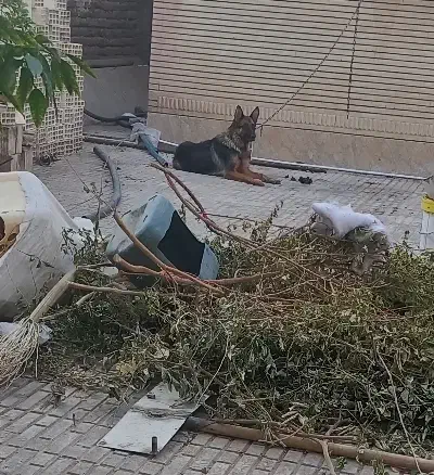 الیوس|سگ|بم, |دیوار