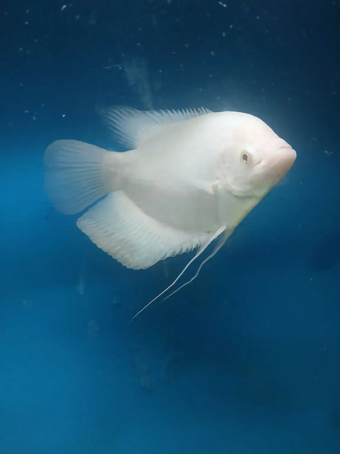 گرامی اسفرانوس آلبینو|ماهی|ارومیه, |دیوار