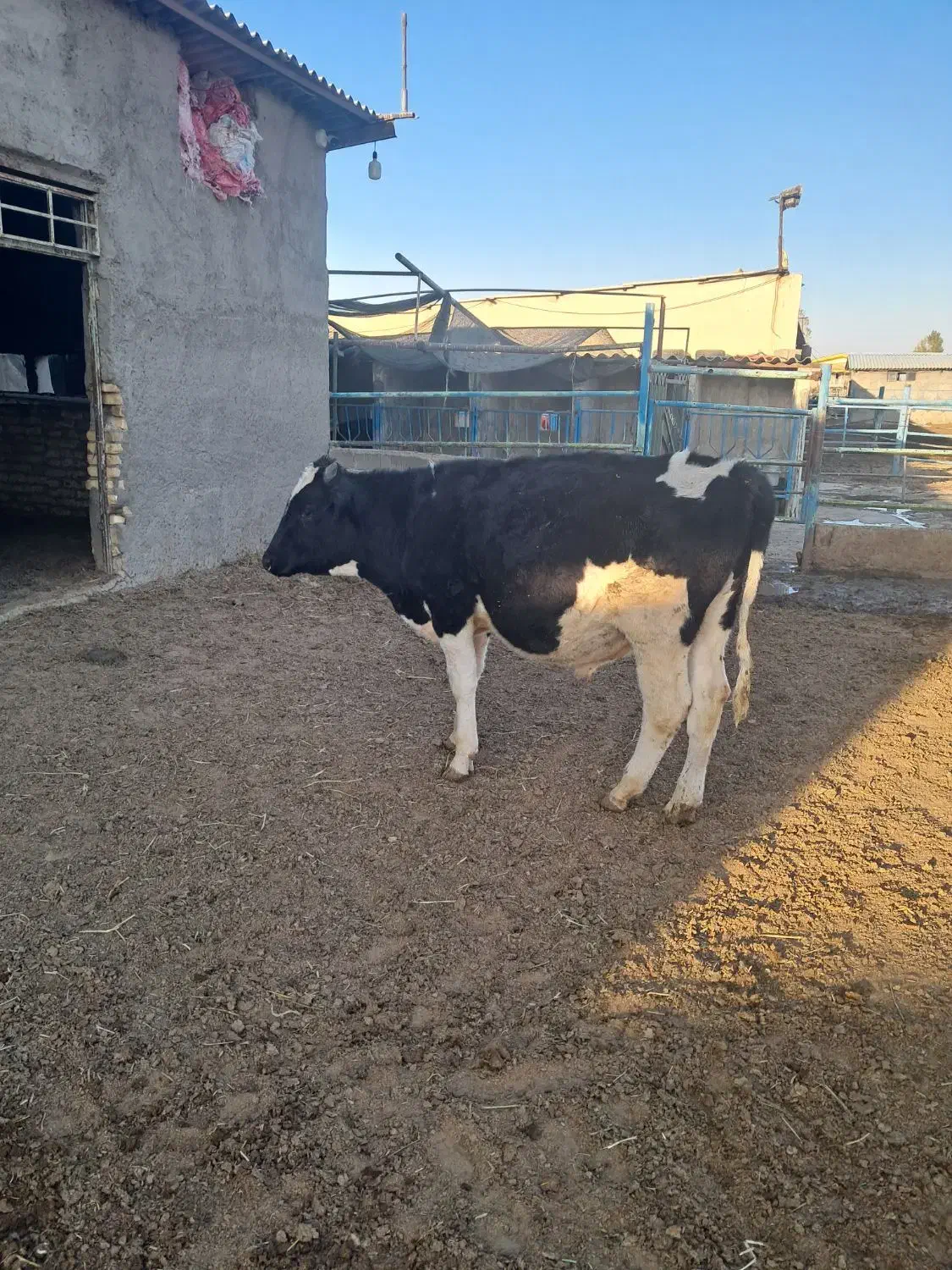 یک راس جوانه ۳۰۰ کیلویی|حیوانات مزرعه|چناران, |دیوار