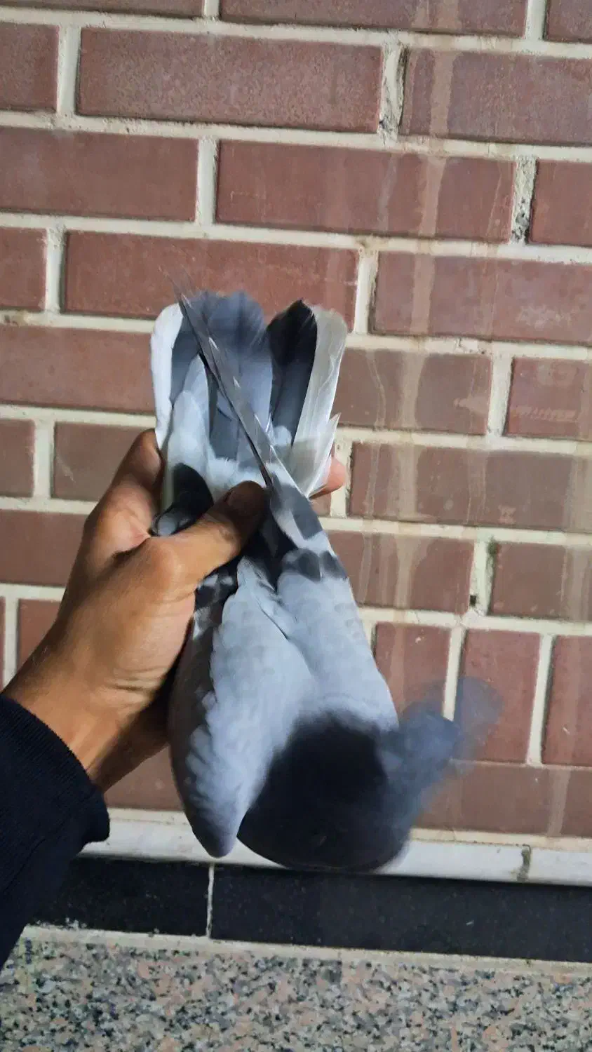 جوجه سبز دم سفید|پرنده|قم, حاج زینل|دیوار