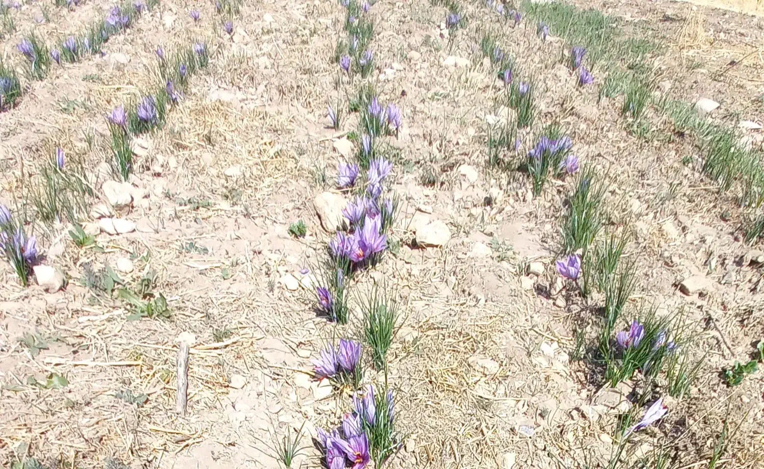 زعفران کاملاً طبیعی|خوردنی و آشامیدنی|ماهیدشت, |دیوار