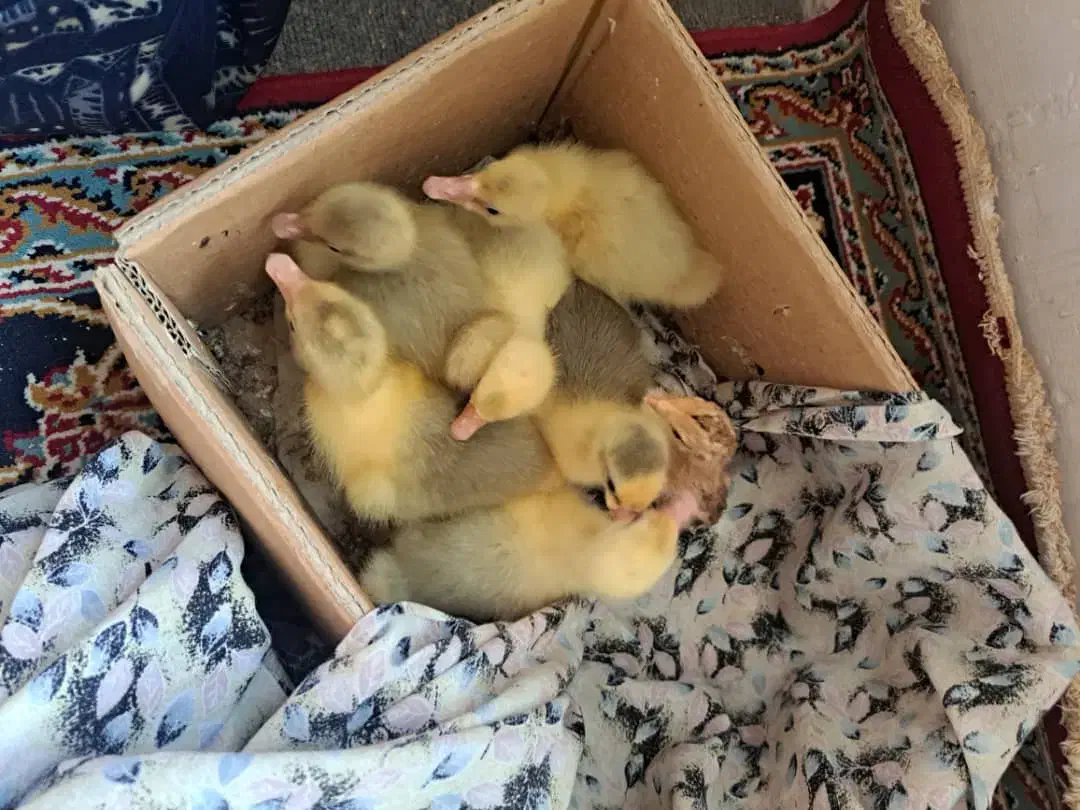 بچه غاز ۱۰روزه سالم|حیوانات مزرعه|قائم‌شهر, |دیوار