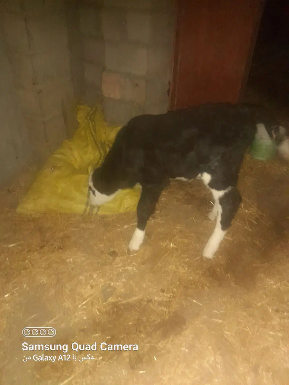 گوساله شیری|حیوانات مزرعه|نصر آباد, |دیوار