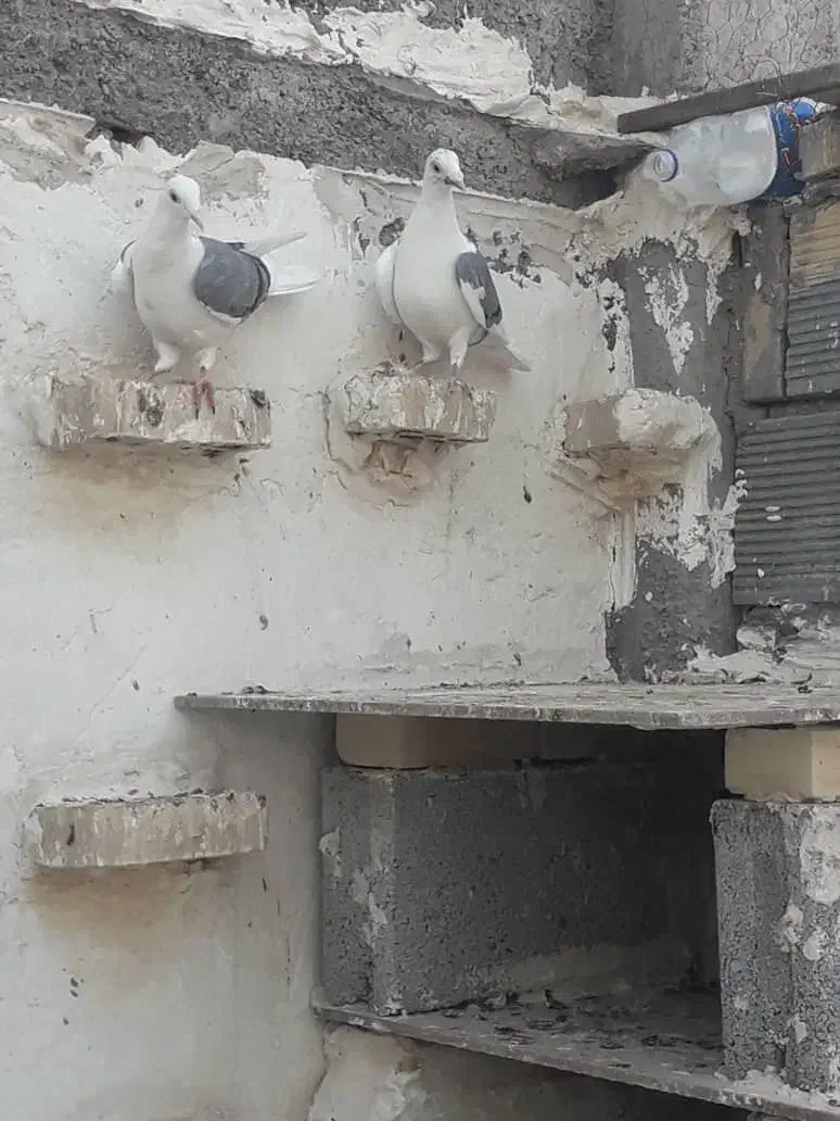 دوکتی|پرنده|شوشتر, |دیوار