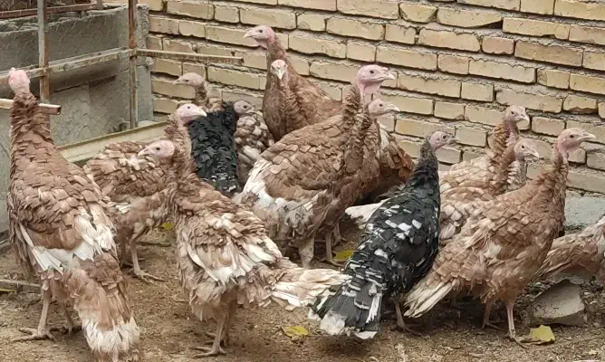 15بوقلمون|حیوانات مزرعه|سمیرم, |دیوار