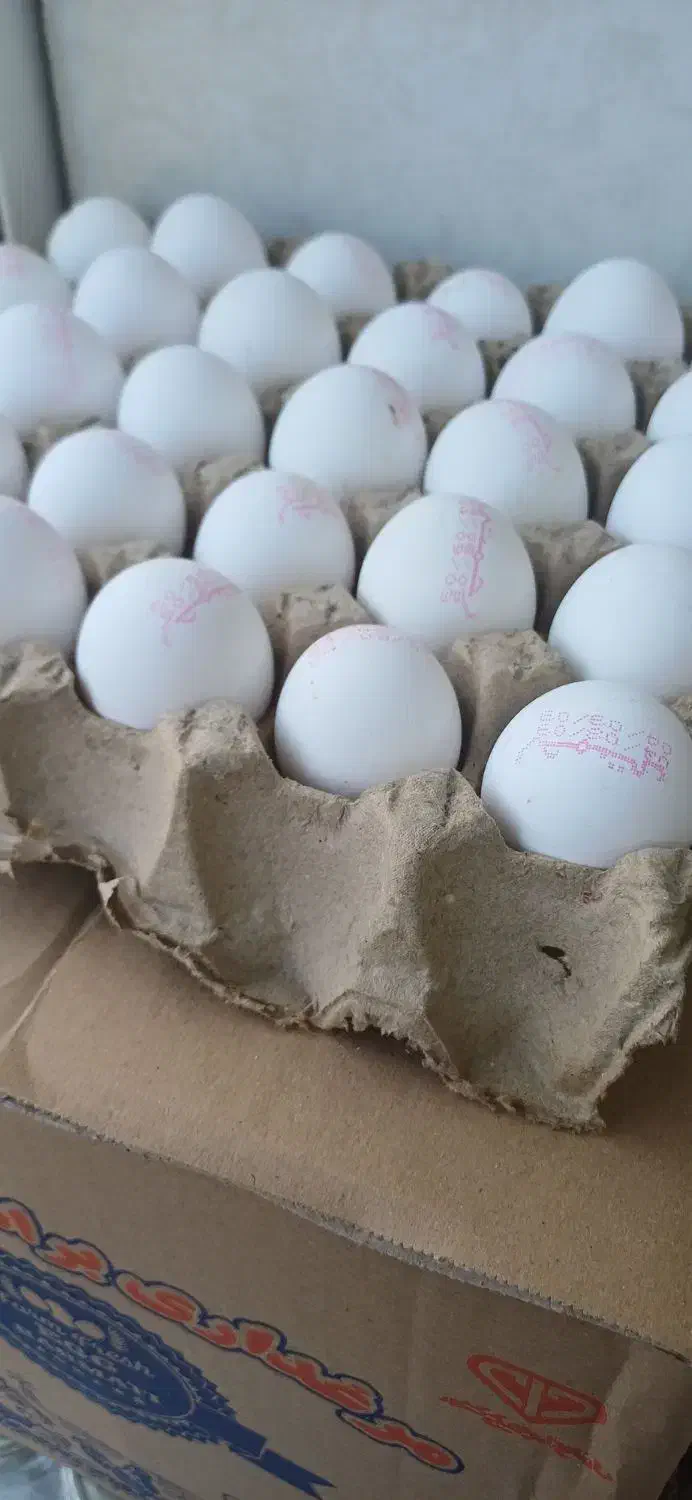 فروش عمده تخم مرغ|خوردنی و آشامیدنی|لنگرود, |دیوار