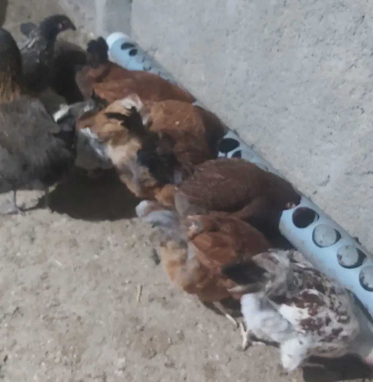 مرغ محلی|حیوانات مزرعه|مشهد, الهیه|دیوار