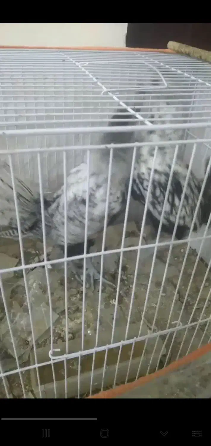 مینیاتوری مرغ و خروس|حیوانات مزرعه|کاشمر, |دیوار