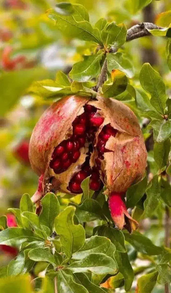 فروش انار|خوردنی و آشامیدنی|کلاشی, |دیوار