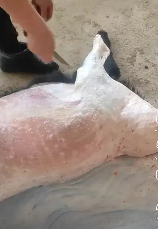 قصاب هستم|خدمات پذیرایی، مراسم|زاهدان, |دیوار