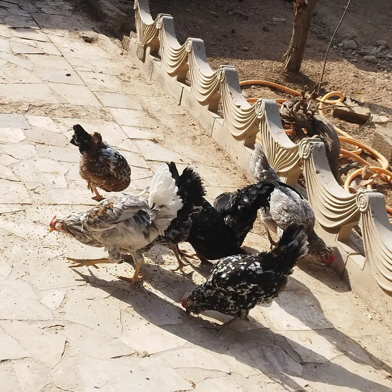 ۶عدد مرغ. یک عدد خروس.  نژاد گلین|پرنده|مشهد, ابرغن|دیوار