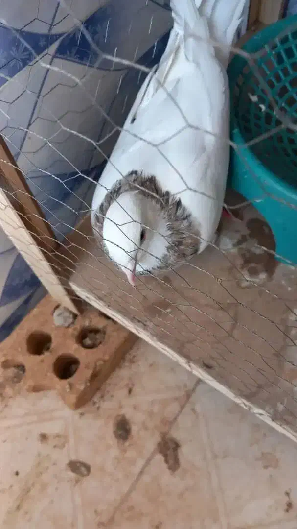 طوقی هفت رنگ|پرنده|اهواز, امانیه|دیوار