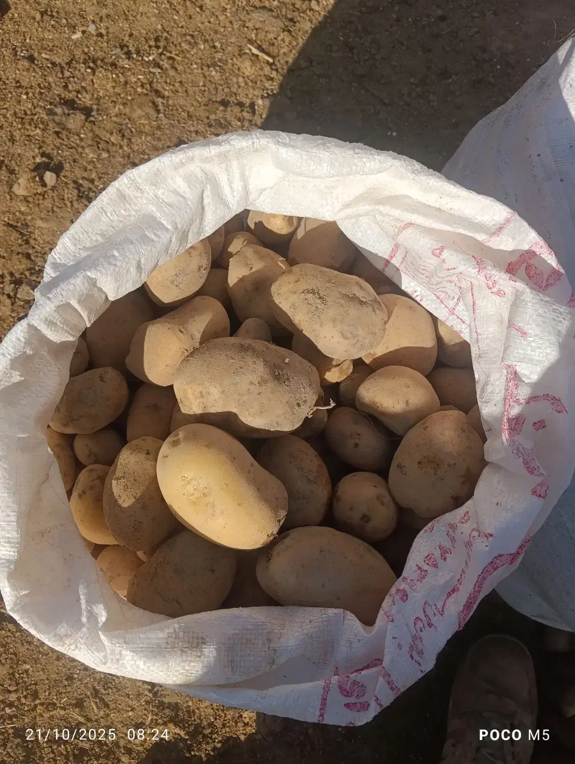 سیب|خوردنی و آشامیدنی|فریمان, |دیوار