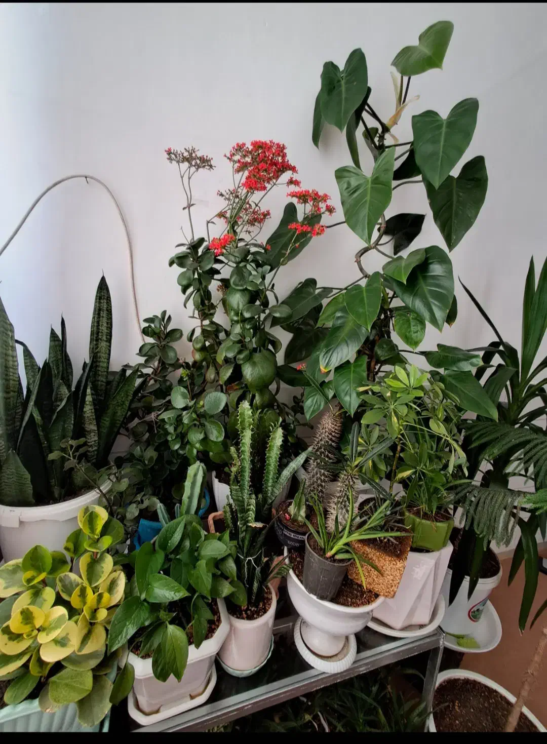 انواع گل و گلدان های خالی|گل و گیاه طبیعی|اراک, |دیوار