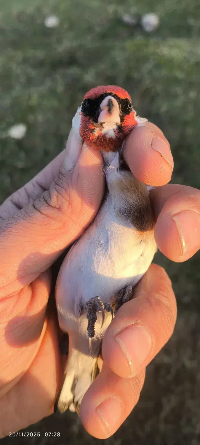 سهره چانه سفید|پرنده|رشت, جهاد|دیوار