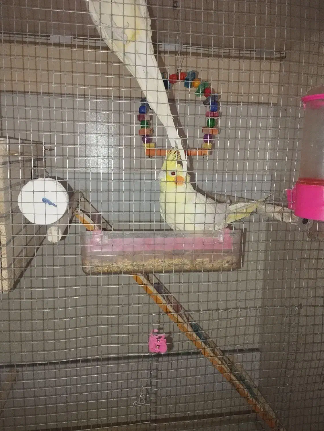 عروس هلندی|پرنده|زاهدان, |دیوار