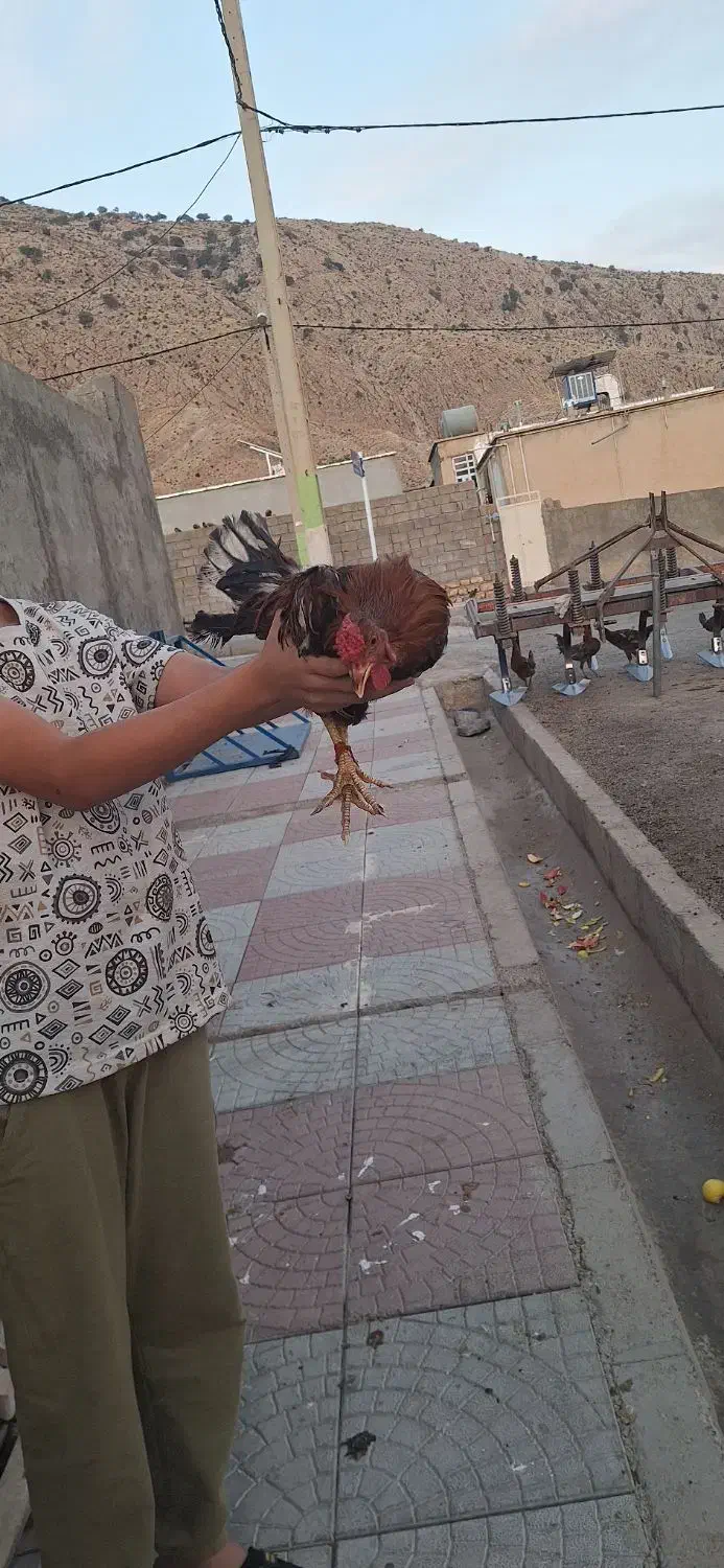 مرغ وخروس کردی|حیوانات مزرعه|کارزان, |دیوار