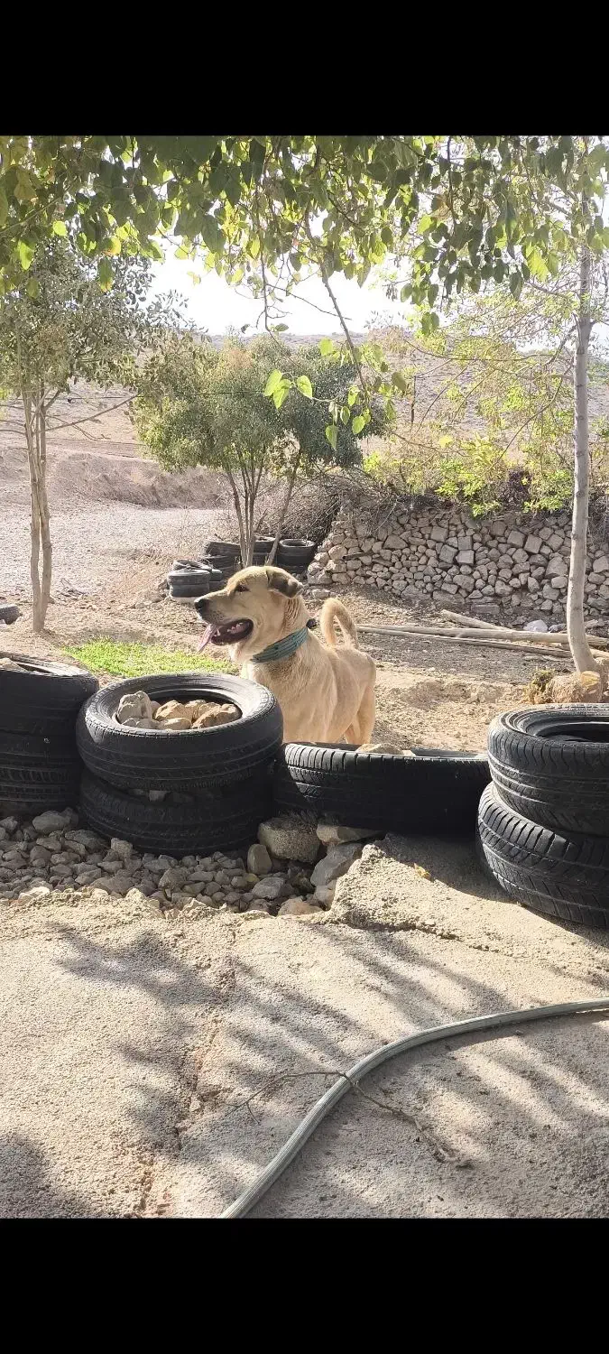 واگذاری پژدر|سگ|نورآباد ممسنی, |دیوار