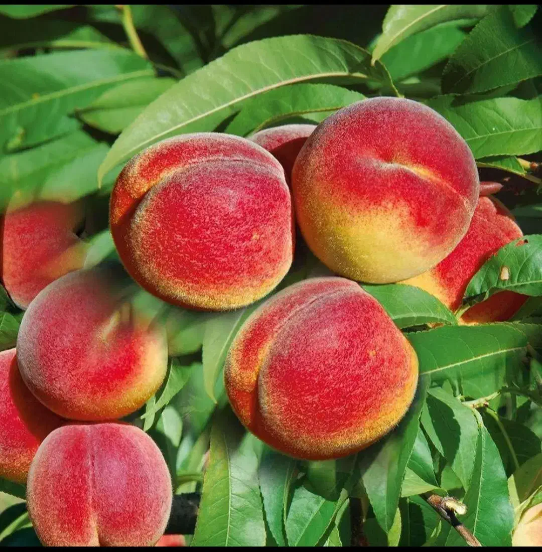 گوجه سبز گیلاس هلو انگور میو استوایی مراسم تالار م|خوردنی و آشامیدنی|تهران, میدان میوه و تره‌بار مرکزی|دیوار