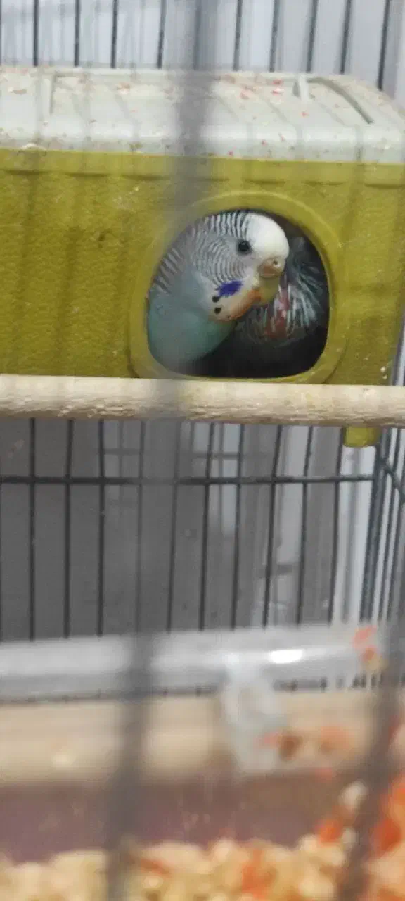 مرغ عشق|پرنده|اردبیل, |دیوار