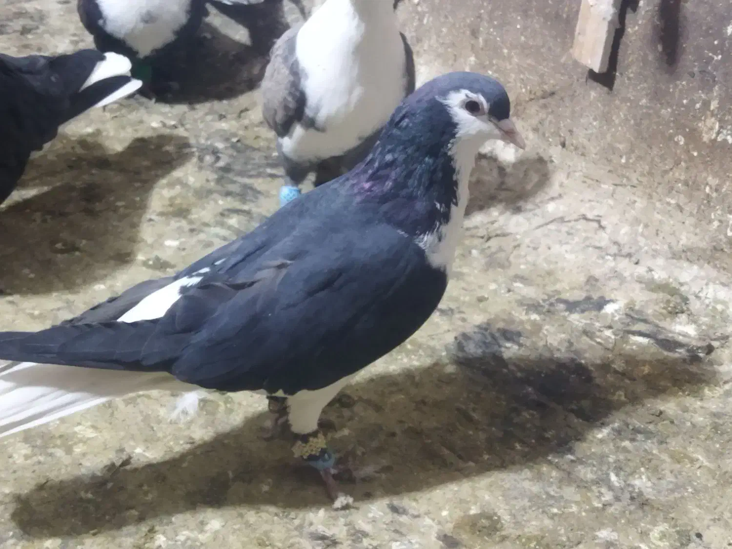 کبوتر پرش|پرنده|نیشابور, فرح بخش|دیوار