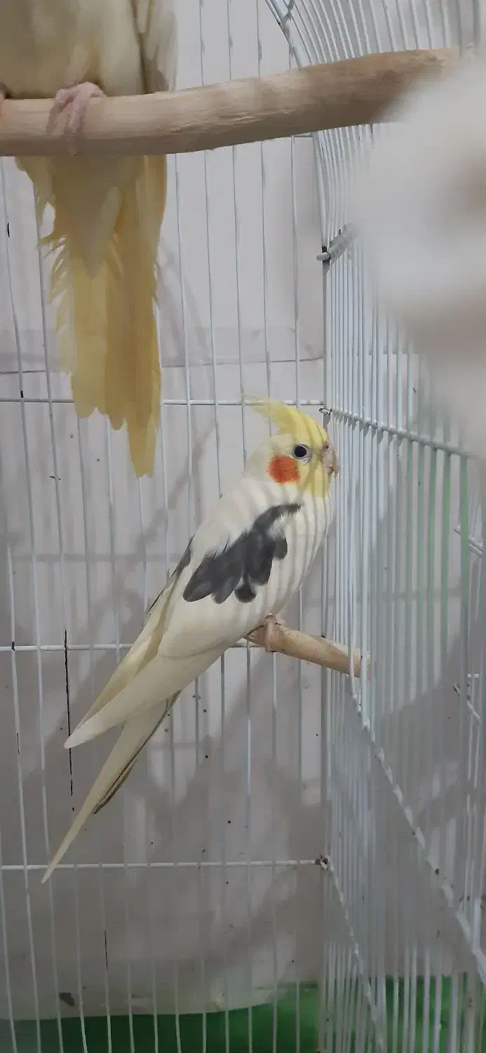 فروش عروس هلندی بالغ|پرنده|لاهیجان, حاجی آباد|دیوار